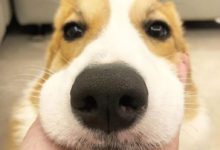 心情不好的時候，只想托著這張小臉親一口！-頭條楓林網