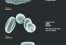 孢粉化石地質學和植物學的一個交叉新領域-頭條楓林網