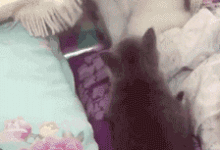 天生自帶菜刀眼，大寫的滾，好闊怕-頭條楓林網