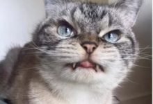 貓咪想出去玩，結果一出門遇到超凶的貓-頭條楓林網