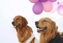 當心！ 寵物可能傳染給你這5大疾病-頭條楓林網