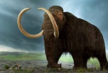 全球最大的滅絕史前巨獸，超乎你的想像！-頭條楓林網