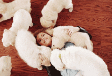 養了金毛之後，生活會變成這個樣子！-頭條楓林網