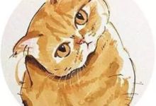 致某些寵物醫生：請不要再騙貓奴打這種假疫苗了，謝謝！-頭條楓林網