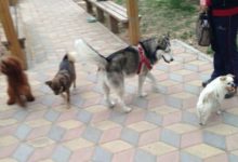 哈士奇出門遇上3隻村霸，回家後主人誇它是豬八戒，這表情笑噴！-頭條楓林網