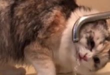 喵星人吃完了零食之後跳上水池開水喝，後來順便洗了個頭！-頭條楓林網