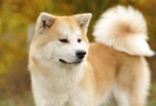 血統純正的秋田犬價格是多少？-頭條楓林網