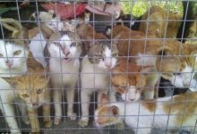 他在越南貓肉市場拍下一系列讓人心碎的畫面，心疼！-頭條楓林網