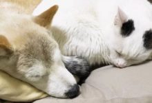 狗狗去世了，貓咪還是一隻陪在身邊不願離開-頭條楓林網