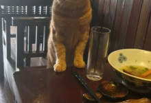 每天都有一位顧客默默打包別人的剩菜，令人心酸-頭條楓林網