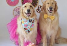 這對黃金獵犬的幸福日常，讓人感受到暖暖的愛-頭條楓林網