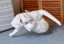 本以為兩隻貓咪要打架，結果……-頭條楓林網