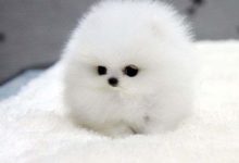 再冷漠的人看到都會整個人被萌化的小狗狗照-頭條楓林網