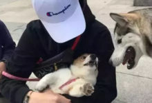 哈士奇親了一口路邊的柯基，下一秒畫風就全變了..-頭條楓林網