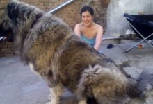 世界上體形最大的猛犬，蘇聯時期國寶物種，還被「限制出境」！-頭條楓林網