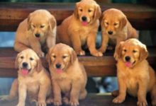 狗狗的幾種壞毛病的糾正-頭條楓林網