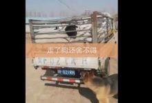 「中華神犬」看到羊要被賣掉，竟做出這樣讓主人吃驚的一幕！-頭條楓林網