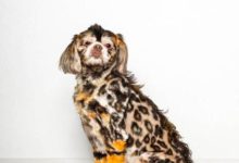 腦洞清奇的狗美容照-頭條楓林網