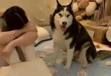 女主人假裝哭，想試試哈士奇的反應，二哈的做法讓主人真的想哭了-頭條楓林網