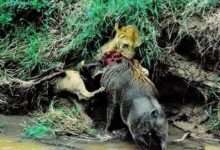 大自然動物界中，每天都上演著生存之爭！-頭條楓林網