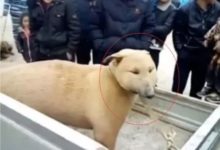 狗市裡出現一隻長相「殘疾」的狗狗，圍觀路人卻紛紛笑了-頭條楓林網