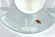 當你的魚在「城市」周圍遊動-頭條楓林網