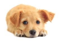 簡單易學的22種訓犬小技巧（二）-頭條楓林網