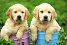 初次養犬需要注意些什麼-頭條楓林網