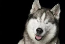 你一定想像不到，攝影師鏡頭下的殘疾狗狗有多可愛！-頭條楓林網