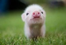 萌到讓人想哭的小動物，一秒就能治癒你的壞心情-頭條楓林網