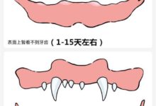 養狗竅門 | 看狗狗牙齒判斷年齡-頭條楓林網