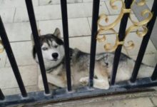 土豪網友花4000塊養只哈士奇，剛回家看到這一幕：這狗我不要了！-頭條楓林網