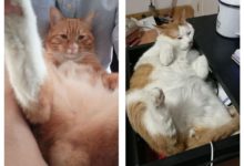 家裡養了兩隻未絕育的公貓，當網友去上班時，屋裡充滿了基情-頭條楓林網