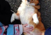 狗狗翻肚不一定是討摸摸，有可能是怕你-頭條楓林網