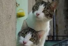 當貓咪好奇地探出頭來，好萌-頭條楓林網