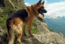 世界排名最兇猛的「狼狗」，第二個來自中國，中華神犬！-頭條楓林網