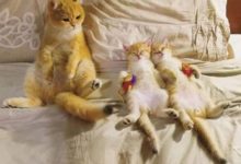 喵星人哄小貓咪們睡覺，每次都是一副懷疑喵生的樣子，簡直讓人哭笑不得！-頭條楓林網