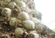 中國離海邊發現恐龍蛋化石，這一窩恐龍蛋化石儲存得十分完整-頭條楓林網