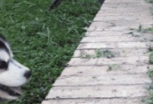 狗子的這些尷尬瞬間，看得我尷尬症都犯了！-頭條楓林網