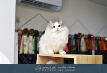 布偶貓價格很高，鏟屎官們卻情有獨鍾，原來背後有這樣的故事！-頭條楓林網