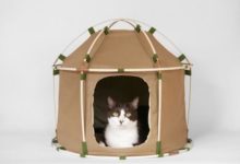 讓你的貓可以在家裡露營-頭條楓林網