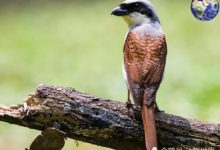 世界上最彪悍的小鳥，渺小的身體卻有一顆當猛禽的心-頭條楓林網