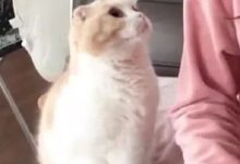 主人抬了個手，貓咪自作多情以為主人想摸它，自己把腦袋湊過去了！-頭條楓林網