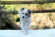 曾經餓虛脫，也要做一隻有原則的狗-頭條楓林網