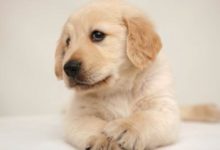 【養狗經驗分享】金毛幼犬傷口十多天了還沒結痂怎麼辦-頭條楓林網