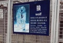 到動物園遊玩，看到狼舍里的景象後，網友忍不住笑噴-頭條楓林網