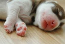 「拆家」小天使哈士奇，長成「猥瑣大叔」的過程中經歷了什麼？小時候真的萌死人！-頭條楓林網