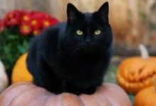 貓咪在回家路上遇到一隻很兇的黑貓-頭條楓林網