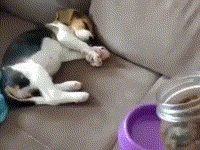 想要叫醒一隻裝睡的汪，這個技能你get了嗎？-頭條楓林網