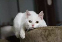 貓咪被同伴打了，剛想還手卻認慫了-頭條楓林網